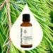 Plant Therapy Himalayan Cedarwood Essential Oil 30 mL (1 oz) 100% Pure Undiluted Refreshing Aromatherapy for Mental Focus and Clear Cedarwood 1 Fl Oz (Pack of 1) - Buy Online on GoSupps.com