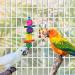 Pethee 8 Pack Budgie Toys Bird Toys Set Bird Swing Chew Toys Bells Hanging Mirror Climbing Ladders Wooden Chewing Toy for Parrot Conure Cockatiel Lovebird Parrotlet - Buy Online on GoSupps.com