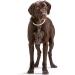 HUNTER Freestyle Dressage Dog Collar - Robust Weatherproof Pull Stopper | Size 60 (L-XL) - Beige - International Shipping Available - Buy Online on GoSupps.com