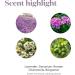 Young Living KidScents SleepyIze Essential Oil Roll-On | 10 ml | Calming Bedtime Support for Kids | Lavender Geranium Chamomile & Bergamot - Buy Online on GoSupps.com