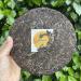 Th Puer Sheng (cru) Bulang Treasure 2020 G teau 357g - 10 g - Tea Soul