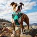 Shop Joytale Neoprene Dog Collar for Extra Large Dogs - Softly Padded Reflective & Durable - Turquoise XL (1 Pack) - Buy Online on GoSupps.com