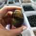Specimen Dark Yellow Tiger Eye Quartz Crystal Egg 5cm - Buy Online on GoSupps.com