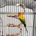 ASOCEA Bird Perch Rope Stand Swing Climbing Toy for Parrot, Budgie, Cockatiel - Bungee Bird Toy - Buy Online on GoSupps.com