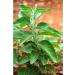 Ashwagandha Ecocert Certified Organic Powder - Buy Online on GoSupps.com