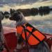 Nobby Dog Swimming Aid Size S - 30 cm Orange | Lightweight Float for Dogs Up to 10 kg - Buy Online on GoSupps.com