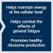 Life Extension Energy Renew - Combat Fatigue with French Oak Extract | Non-GMO Gluten-Free Vegetarian | 30 Capsules - Buy Online on GoSupps.com