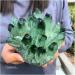 Natural Crystal Rough Crystal Cluster Green Phantom Quartz Crystal Cluster Specimen (Size : 400-500g) - Buy Online on GoSupps.com