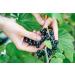 French Organic Blackcurrant 100 ml | Drinking Solution for Fresh Plants | Joint Care Joint Mobility Joint Pain | Certified AB Certified France | Laboratory SYNERGIA - Buy Online on GoSupps.com