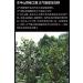 Pu-erh tea 2020 Zhengqitang 500-year-old tree 1000g Raw - Buy Online on GoSupps.com