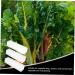 SUPVOX Fruits Shaping 9 Pcs Cucumber Fruit Cucumber Styling Growth Gloves Cucumber Shaper Vegetable Accessories Plastic - Buy Online on GoSupps.com