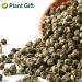 Plantgift Jasmine Dragon Pearls Tea 130g - Premium Green Tea & Oolong Blend - Best Jasmine Tea for a Soothing Experience | International Shipping - Buy Online on GoSupps.com