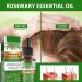 Organic Rosemary Hair Oil Combo - 4-Pack for Hair Growth & Scalp Massage | Natural Essential Oils for Skin Care & Aromatherapy - Buy Online on GoSupps.com