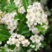 Organic Hawthorn Tea - 100% Natural Hawthorn Leaves and Blossoms (500g) - Buy Online on GoSupps.com
