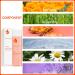 Pregnancy Oil for Stretch Marks - 125ml Massage & Body Oil to Improve Skin Texture & Even Tone - Buy Online on GoSupps.com