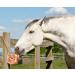 UMAID 6 lbs Himalayan Animal Lick Salt On Rope for Horses, Deer, Livestock - 2 Count - Buy Online on GoSupps.com