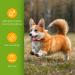 Nobleza Puppy Shampoo - Mild Almond & Honey - Itch Relief for Short-Haired Dogs (250ml) | Ideal for French Bulldogs & Pugs - Buy Online on GoSupps.com