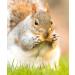 Squirrel Mixture 1.5kg Premium Wild Life Food Garden Seed Feed XLW - Buy Online on GoSupps.com