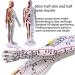 Acupuncture Male Model(Height 23.6 Inches) Half Skin and Half Bone Human Acupoint Model/PVC Material 360 Rotating Arm+Base Digital Positioning+Color Meridians for Reference A - Buy Online on GoSupps.com