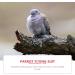 Balacoo 4pcs Parrot Flight Suit Cotton Pilot Parrot Cage XL - Buy Online on GoSupps.com