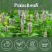 Patchouli Fragrance Oil 3.38 FL OZ - Aromatherapy Essential Oil for Diffusers Massage & Candle Making - 100ML Patchouli Scented Oil (Pack of 1 - Buy Online on GoSupps.com
