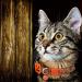 BoomBone Cat Halloween Collar 2 Pack - Kitten Collars for Small Dogs with Bell and Pumpkin Ghost Charm - Buy Online on GoSupps.com