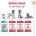 Royal Canin Medium Adult Dog Food 4 kg - Buy Online on GoSupps.com