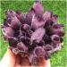 Natural Amethyst Quartz Minerals Remove Negative (Size : 500g-600g) HOMEZHOU (Size : 400g-500g) - Buy Online on GoSupps.com