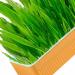 Hydroponic Cat Grass Kit Hydroponics Growing System Garden Kit Soil Growing Catnip Cat Grass with Planting Box for Indoor Household (Blue Orange) - Buy Online on GoSupps.com