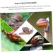 Beaupretty 3 Pcs Escargot Micro Paysage R cipient en Verre pour Mini Sculpture D'Escargot Escargot Jardin Statue Escargot Terrarium D cor en Plastique D coration De Bureau Escargot Mod le 9x4cmx3pcs Caf x3pcs - Buy Online on GoSupps.com