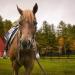 Tahoe Tack Double Layer Nylon Headstall with Reins - Pink Full Size - Buy Online on GoSupps.com