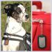 Personalized Dog ID Tags Set - 2 Chains & Silencers | Custom Embossing | Military Style Rambo Design - Buy Online on GoSupps.com