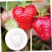 Kisangel 5pcs Fruit Shaping Vegetables Cucumber Fruit Shaper Cherry Tomatoes Stereotypes - Buy Online on GoSupps.com