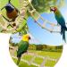 20 Wooden Bird Ladders - Climbing Toys for Hamsters Parrots & More | Pet Cage Accessories - Buy Online on GoSupps.com