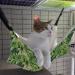 RayCC Adjustable Cat Hammock - Green Leaves Cat Bed for Small Dogs - Buy Online on GoSupps.com