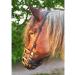 Heavy Horse Parts Feeding Muzzle for Coldbloods | Strong Adjustable Throat Strap & Reinforced Base Plate - International Shipping Available - Buy Online on GoSupps.com