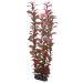 Hobby Ludwigia 34 cm