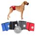 Sailing trousers for bitches 2.0 - dog diapers made of high -quality perforated neoprene for an optimal air exchange - dog diapers for male without the annoying threading of the rod (XL -red) XL red