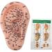 Human Ear Acupuncture Point Model - Clear Lettering Flexible PVC Multi-Purpose for Home Learning and Acupuncture Training - Buy Online on GoSupps.com