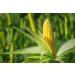 Organic Polenta 1.5 lbs - Non-GMO Yellow Corn Grits | Quick Cooking, Vegan & Kosher | Great for Hot Cereal & Porridge | Low Sodium | Made in USA - Buy Online on GoSupps.com