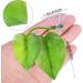 Betta Fish Hammock - 4-Piece Double Leaf Set for Safe and Comfortable Resting | Lightweight and Realistic | No BPA - Buy Online on GoSupps.com