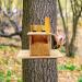 Direct Wicker Squirrel Feeder Wood Flip-Up Roof For Squirrel Food Placement Removable Front Panel Squirrel Feeder Just For Squirrels - Buy Online on GoSupps.com