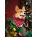 Buy Lionheart Glory Dog Haller 1 Packer Washable Soft Cotton Christmas Neck Scarf - Adjustable Checkered Kerchief for Small Dogs - Buy Online on GoSupps.com