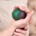 Lyapko 4.0 AG Acupuncture Massage Ball - Premium Acupressure Device for Hand & Foot Therapy | Unique Patented Applicator | Unisex Health & Wellness - Buy Online on GoSupps.com