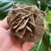 Natural Crystal Rough Home Natural Desert Rose Raw Stone Crystal Home Office Gift (Size : 160-200g) - Buy Online on GoSupps.com
