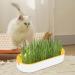 Buy Hydroculture Cat Grass Set - Mess-Free No Dirt Easy to Grow Anti-Grave Design for Happy Cats! - Buy Online on GoSupps.com