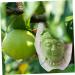 BCOATH Forming Vegetable Tool Clear Gardener Ginseng for Decorative Watermelon Transparent - Buy Online on GoSupps.com
