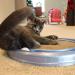 Bergan Turbo Scratcher Replacement Pads - 2 Pack | Extend the Life of Your Cat's Favorite Toy! - Buy Online on GoSupps.com