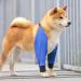 Dog Elbow Brace Protector | 1 Pair Dog Shoulder Elbow Brace | Wear-Resistant Pet Protective Knee Pad for Dog Hip Joint Stain-Resistant Breathable Blue M - Buy Online on GoSupps.com