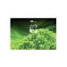 Mint Tea Bags by Biologique | 150 Tea Bags of 1.5 g 225 g | All Natural Herbal Detox | Caffeine-Free | Exquisite Classic Taste & Aroma | High in Antioxidants & Vitamins | Perfect for Gifting |